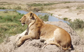 TANZANIA ESENCIAL Y ZANZIBAR