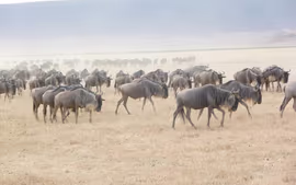 RECUERDOS DE TANZANIA Y ZANZIBAR