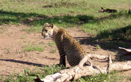 AVENTURA EN TANZANIA (en 4x4) CON ZANZIBAR