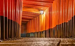 Caminata por los toriis del Santuario Fushimi Inari.