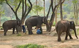 Experiencia única en el santuario de elefantes.
