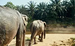 Interacción cercana con elefantes en el Santuario.