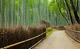 Paseo por el bosque de bambú de Arashiyama.
