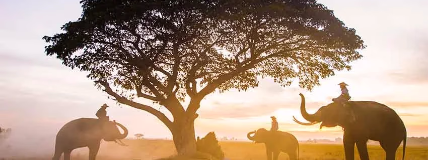 LO MEJOR DE TAILANDIA, PHUKET Y PHI PHI (+ Vuelo y noche en Bangkok al regreso)
